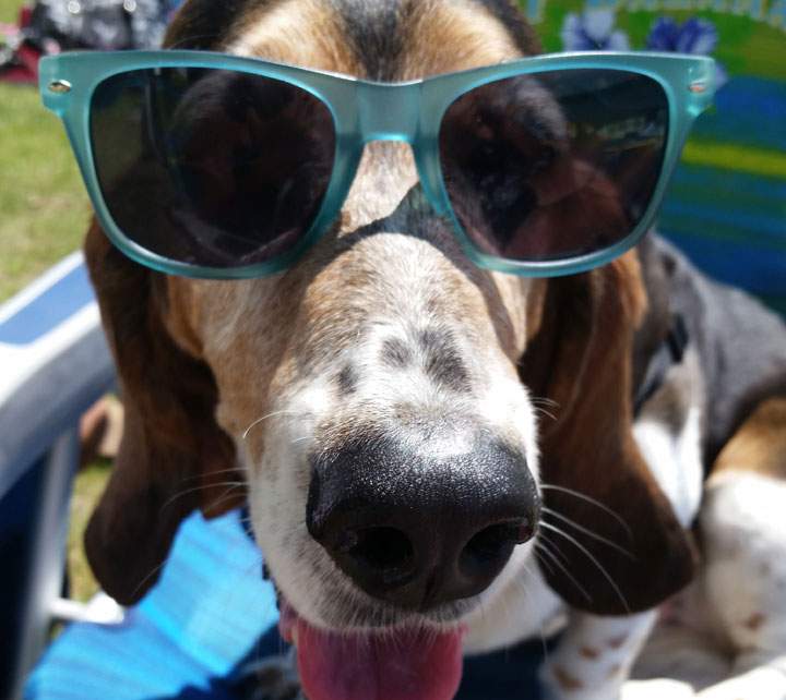 July 23: This Your Saskatchewan photo was taken by Laura Orenchuk of her dog, Missy, enjoying a warm day at the dog beach.