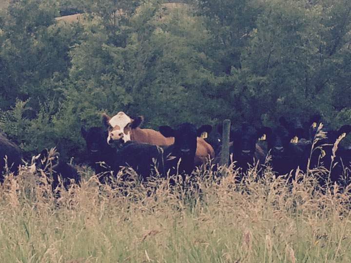 July 9: This Your Saskatchewan photo was taken by Rachael Lerat in Southey.
