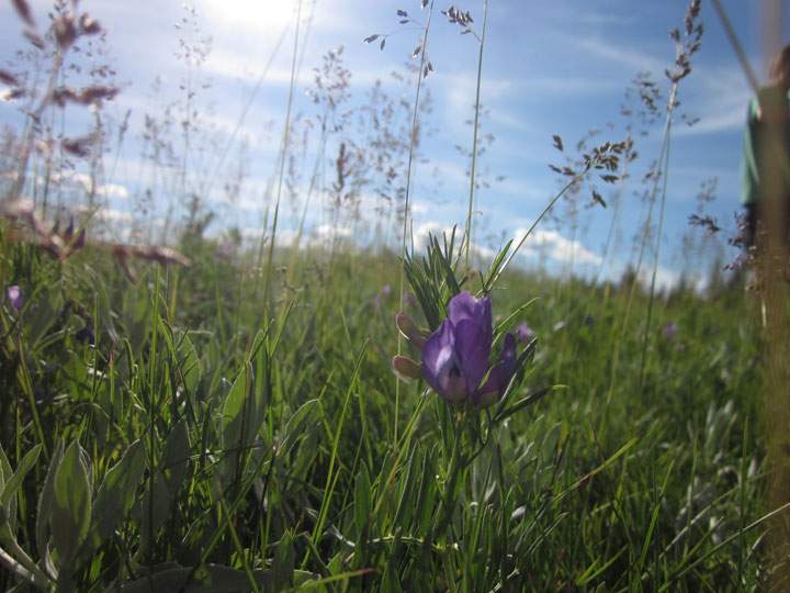 July 24: This Your Saskatchewan photo was taken by Hannah Scott in Cypress Hills Interprovincial Park.