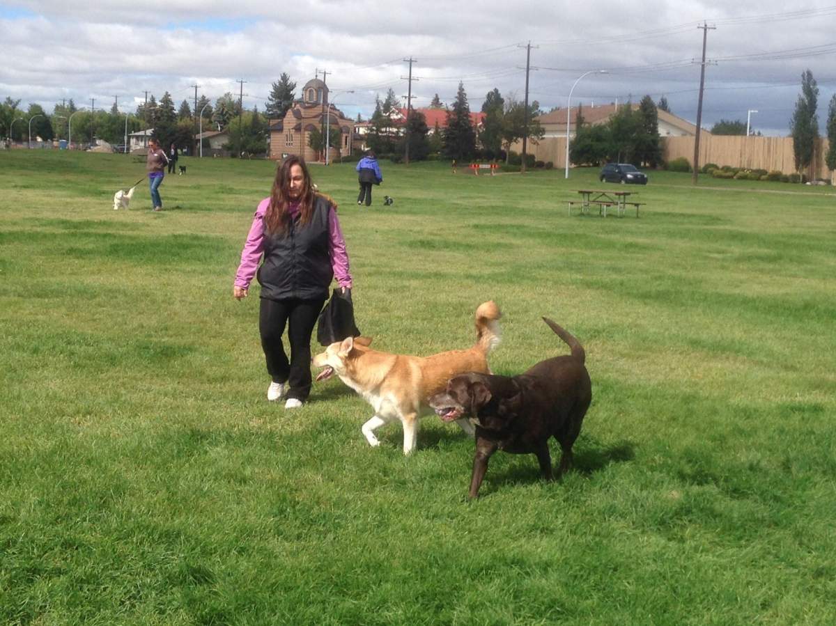 A file photo of Edmonton's Grand Trunk off-leash dog park. (Aug. 28, 2016).