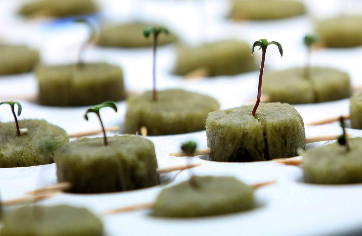 In this Sept. 24, 2015 photo, marijuana plants grow in the new germinating facility on the Flandreau Santee Sioux Reservation in Flandreau, S.D. 