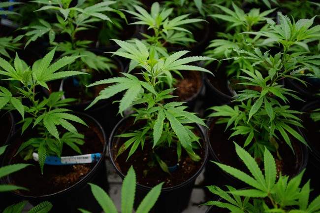 Marijuana plants are pictured during a tour of Tweed Inc. in Smiths Falls, Ont. on Thursday, Jan. 21, 2016.