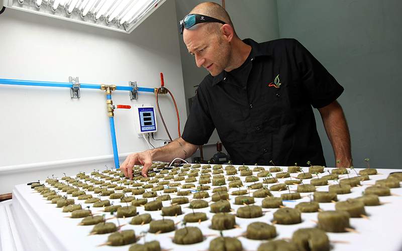 Consultant Jonathan Hunt checks seedlings growing in the new marijuana growing facility on the Flandreau Santee Sioux Reservation in Flandreau, S.D. 