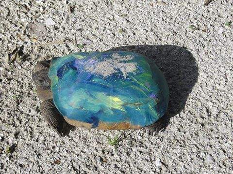 Officials at the Florida Fish and Wildlife Conservation Commission say that painting turtles and tortoises is illegal. The paint hurts the animals’ well-being in many ways.