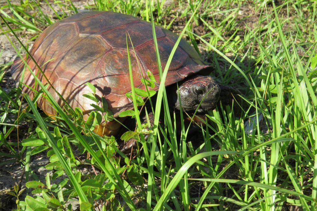 Stop painting turtle shells, you’re hurting their health: Florida wildlife officials - image