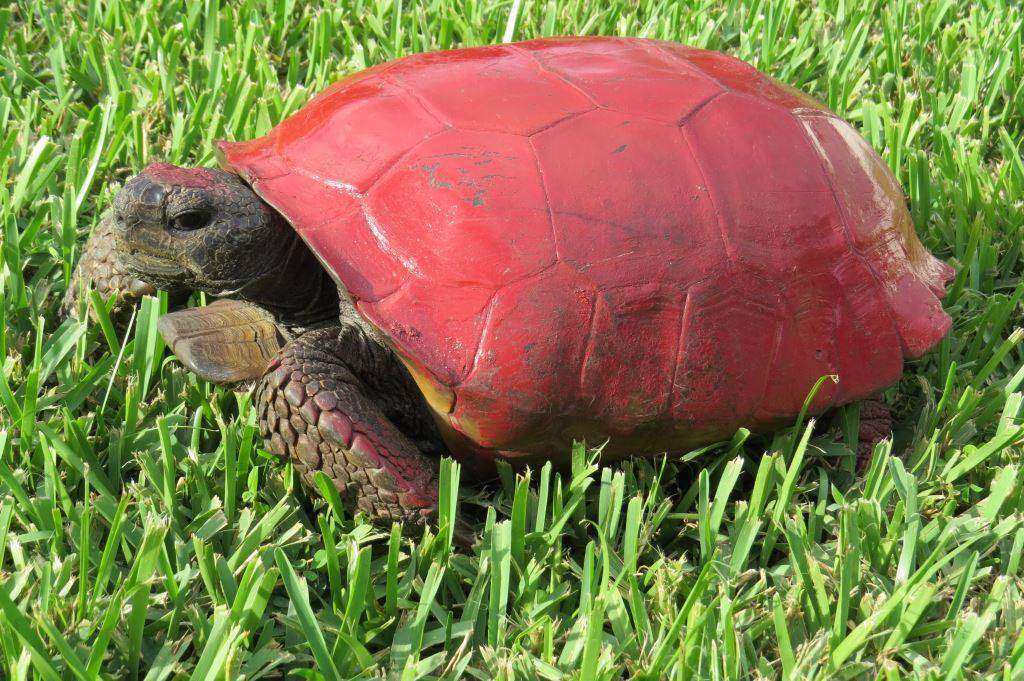 Stop painting turtle shells, you’re hurting their health: Florida wildlife officials - image