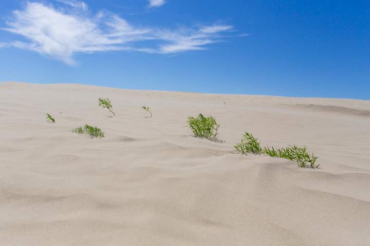 Aug. 3: This Your Saskatchewan photo of the Great Sandhills was taken by Meghan Mickelson.