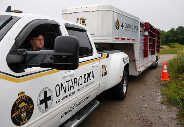 A member of the Ontario SPCA transports a trailer of animals as the ASPCA begins transporting some of the 1,000 of the abused animals from a farm in Westport, Mass., on Aug. 2, 2016. (Jessica Rinaldi/Globe Staff).