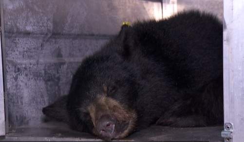 Cub now in Critter Care rehab facility. 