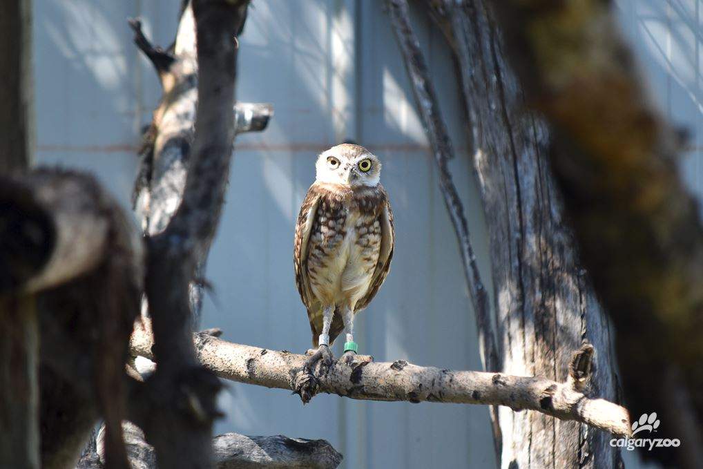 Burrowing owl