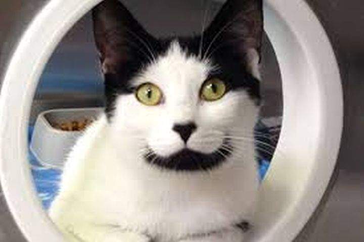 The Edmonton Humane Society is currently at capacity for cats and not accepting owner surrender cats at this time.