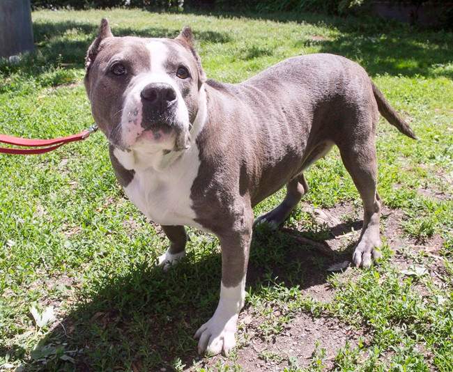 A pitbull named Athena goes for a walk at the SPCA, Tuesday, June 14, 2016 in Montreal.