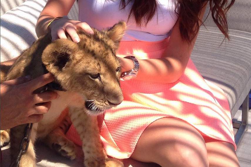 Animal Services investigating reports of lion cub at Toronto nightclub - image
