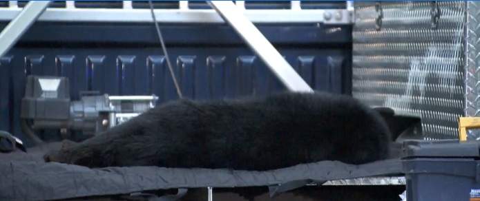 10-year-old girl mauled by bear in Port Coquitlam - image