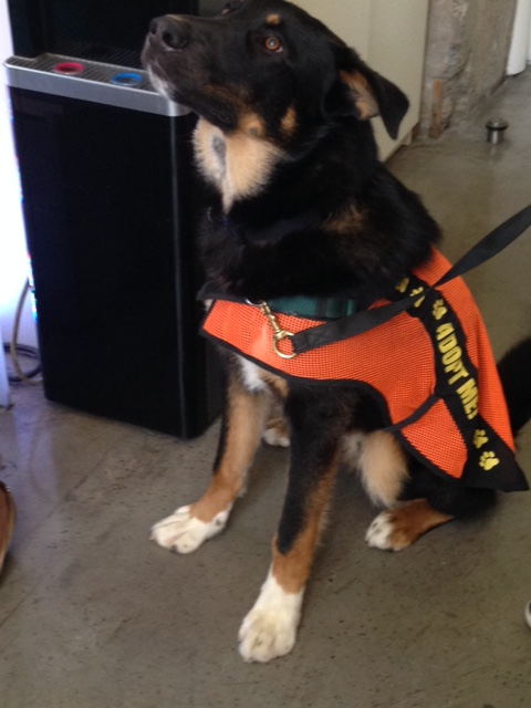 PHOTOS: Vancouver’s pop-up dog café overwhelmed with visitors - image