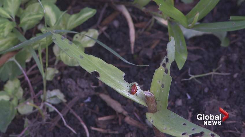 The City of Calgary is investigating new ways of combating the invasive lily beetle, which started showing up around Calgary in 2004.