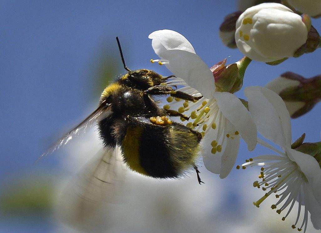 Zombie fly parasite spreads to B.C. bees - image