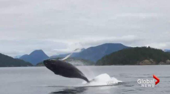 Onlookers were delighted to see the humpback whale so close.