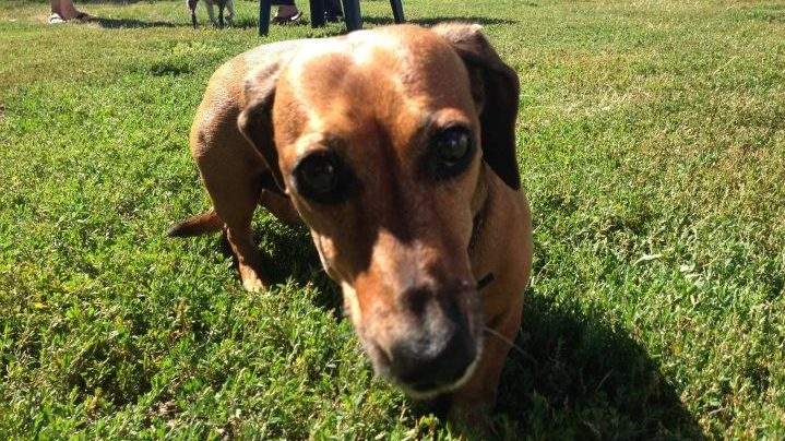 Pet owners in Regina may have a couple more options when it comes to walking their dogs this summer as the city plans on adding two more off-leash dog parks.