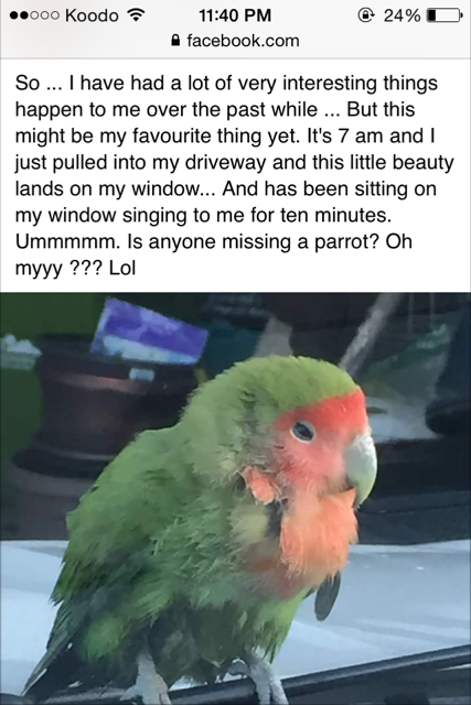 Suzanne Vincent posted on Facebook after a small love bird landed on her windshield on August 19. She now believes the bird is named Olive, and belongs to a woman in Montreal.