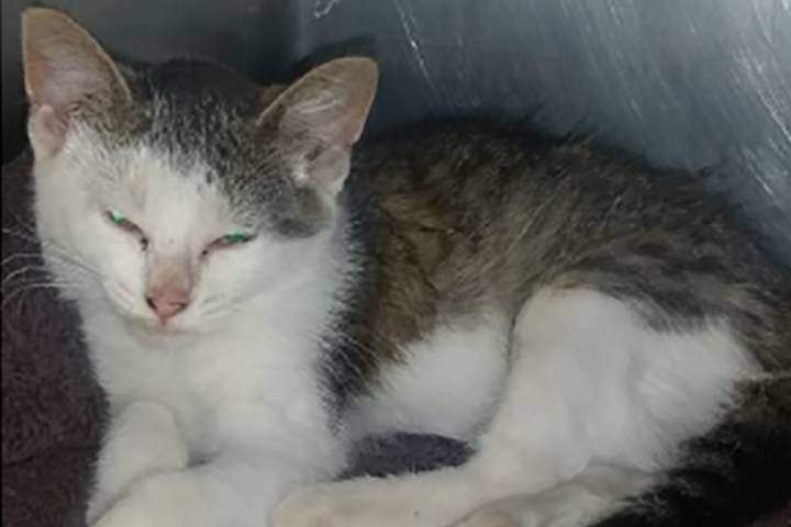 The OSPCA is investigating after a kitten was thrown from the window of a moving car in southern Ontario.