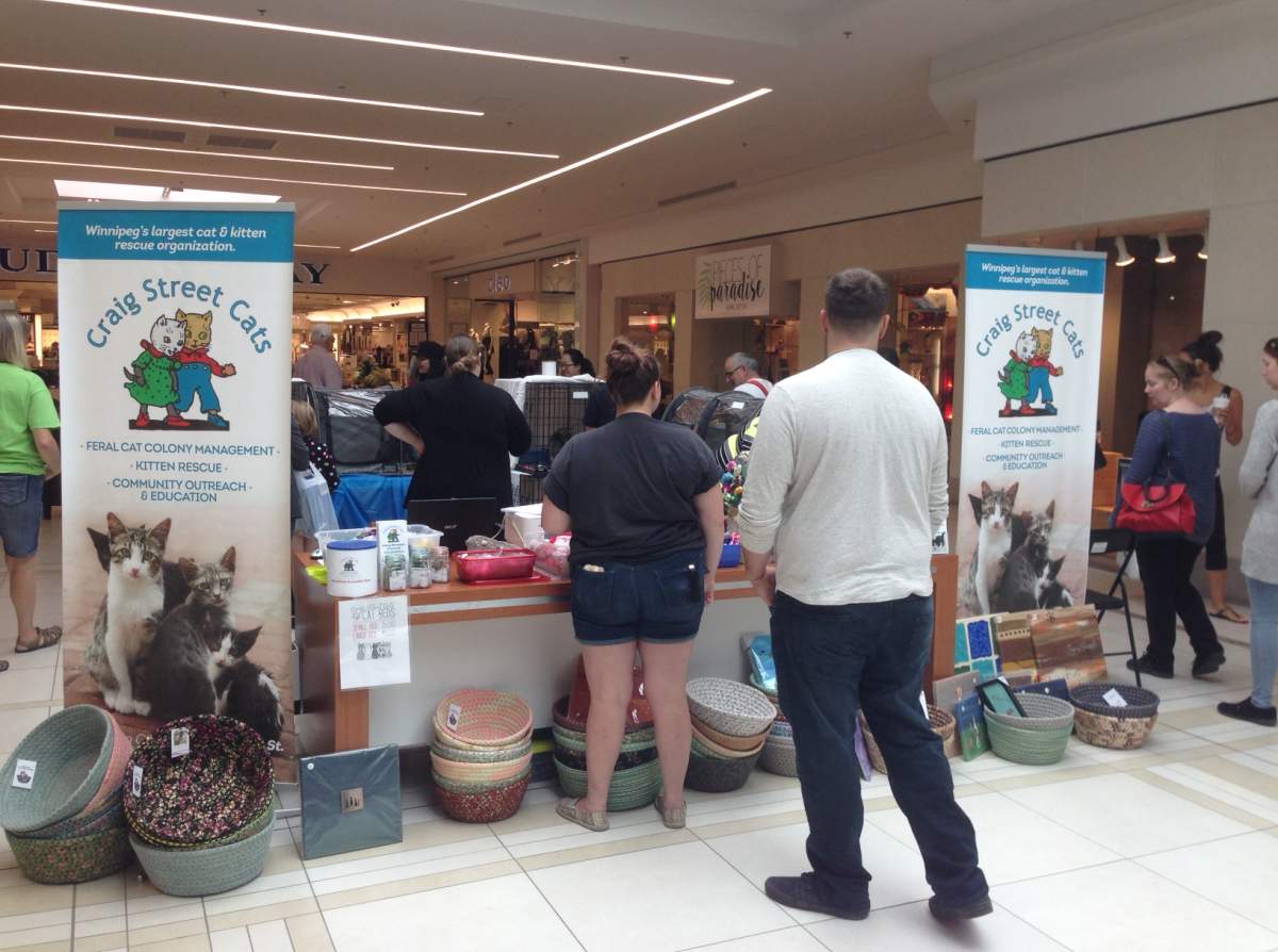 Kitten adoption fair set up at St. Vital Center.