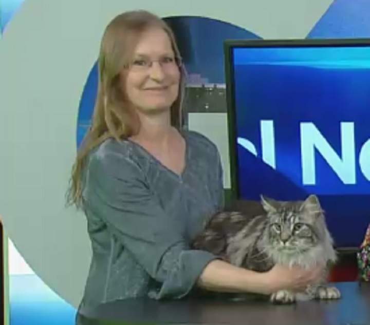 Maine Coon accused