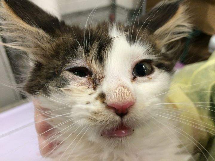 One of the dozens of Maine Coon cats seized from an alleged animal hoarder in Calgary.