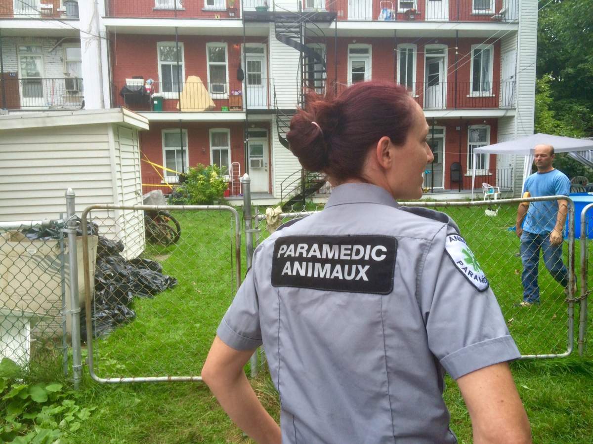 Animal control onsite to capture Lady the python, who is somewhere in the walls of a Verdun home, Wednesday, August 31, 2016.