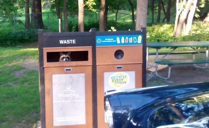 Raccoon caught eating some 'treats' in a garbage bin at Kildonan Park.