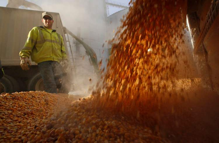 A worker watches corn kernels being emptied from a grain bin in Minooka, Illinois in this file image.
