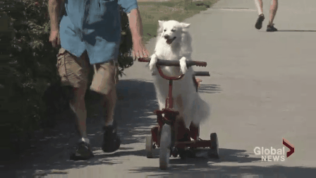 Local 4-legged sensation invited to perform at the PNE - image