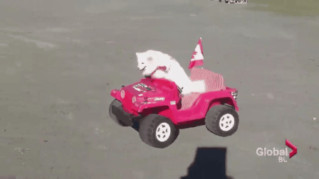 Local 4-legged sensation invited to perform at the PNE - image