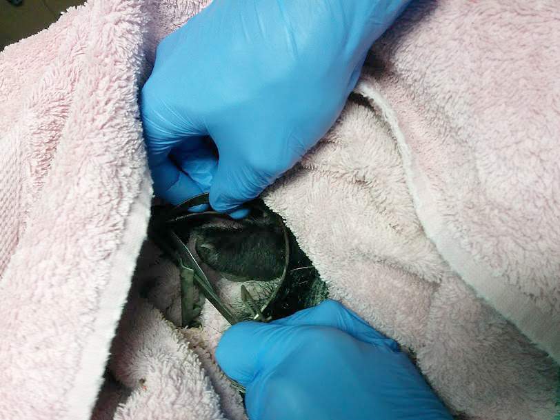 Vancouver woman shocked to find baby skunk in leg hold trap - image