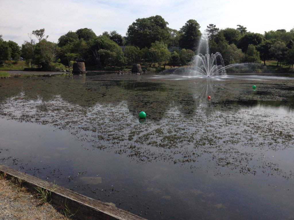 Plants are seen poking out of the surface of Sullivan's Pond in Dartmouth on Friday, August 12. 