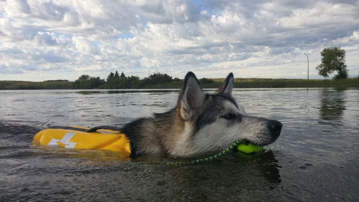 Aug. 7: This Your Saskatchewan photo was taken by Jenine Boser of her Alaskan malamute puppy at Lovering Lake.