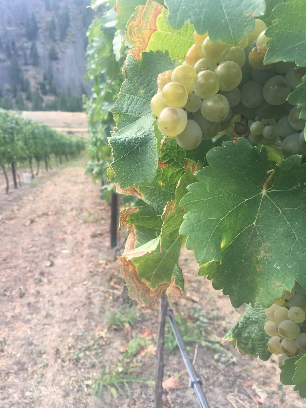 Grapes hang at Herrera Family Vineyard in Keremeos on Tuesday.