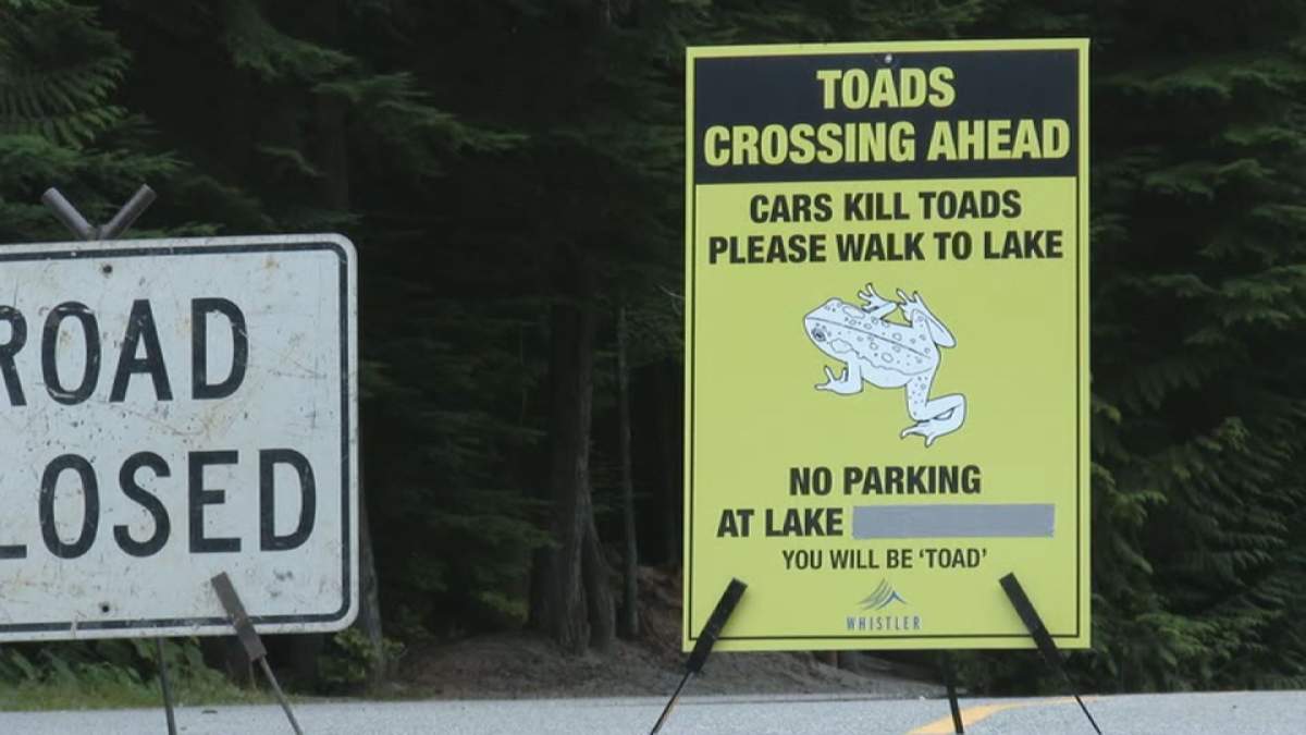 50,000-strong toad stampede shuts down Whistler road - image