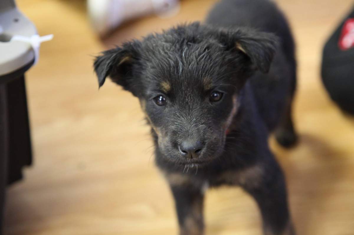 Over the weekend, the Edmonton Humane Society partnered with the Pet Food Bank of Parkland County to execute a large-scale rescue mission in northern Alberta.