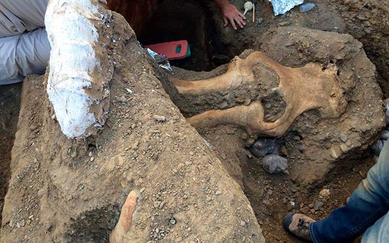 An exceptionally well preserved fossil of a complete mammoth skull unearthed by a team of scientists from an eroding stream bank on Santa Rosa Island within southern California's Channel Islands National Park. 