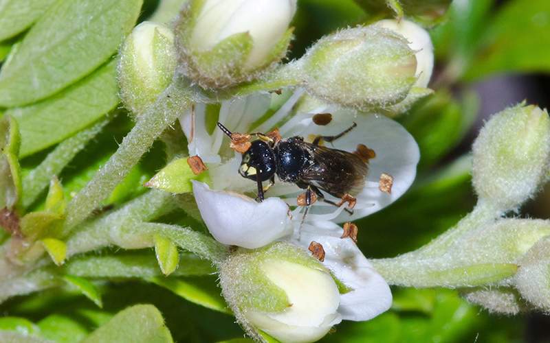 A yellow-faced bee is shown in Hawaii. Federal authorities added seven yellow-faced bee species, for protection under the Endangered Species Act on Friday, Sept. 30, 2016,  a first for any bees in the United States. 