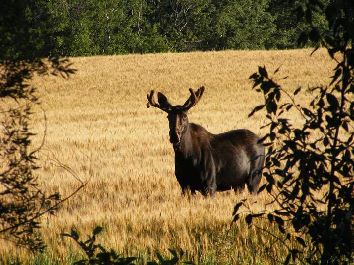 Sept. 7: This Your Saskatchewan photo was snapped near Turtleford in the R.M. of Mervin by Gerald Olson.
