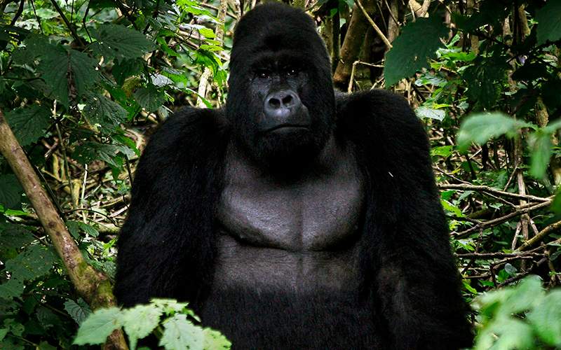An eastern silverback mountain gorilla, seen in the Virunga National Park, near the Uganda border in eastern Congo, Tuesday, Nov. 25, 2008.