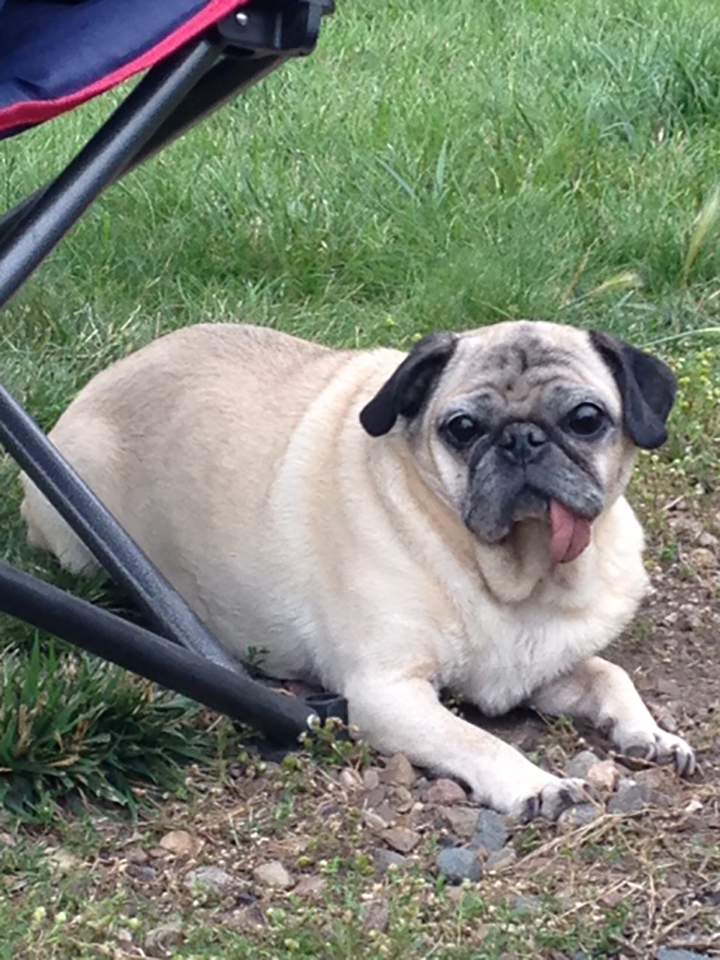 Jordan Witzel’s pug, Benson.
