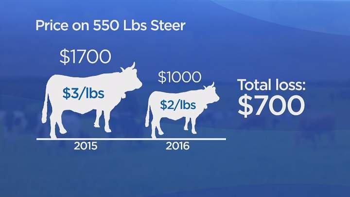 Cattle prices drop by nearly half from last year - image