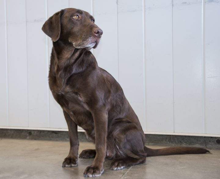 Holly, who has been with the Canada Border Services Agency for more than nine years, officially retired on Aug. 12. 