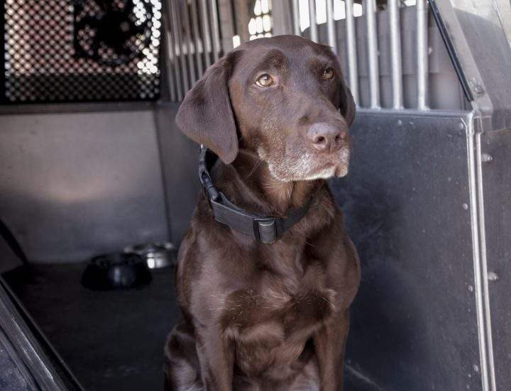 Holly, who has been a detector dog with the Canada Border Services Agency for more than nine years, officially retired on Aug. 12. 