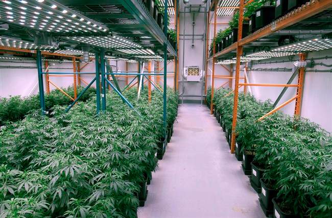 Growing cannabis plants intended for the medical marijuana market are shown at OrganiGram in Moncton, N.B., on April 14, 2016.