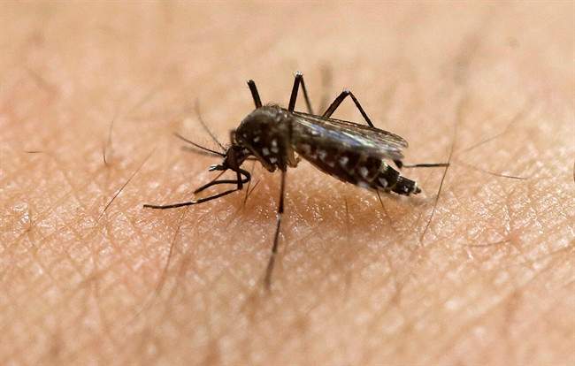 A female Aedes aegypti mosquito, known to be a carrier of the Zika virus.