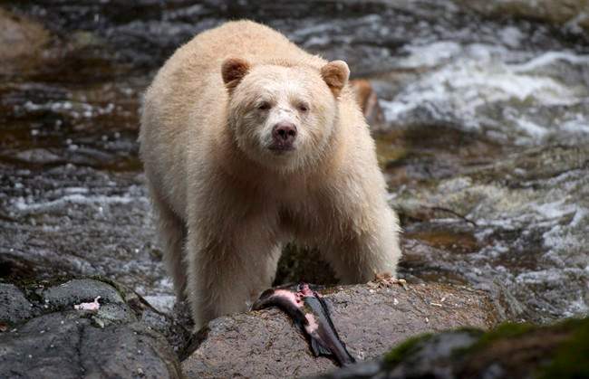 Private land within Great Bear Rainforest donated to Nature Conservancy - image